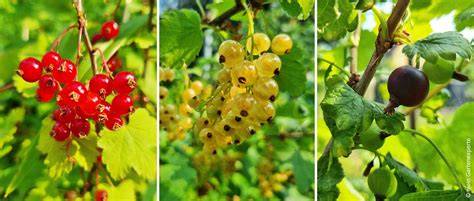 Johannisbeeren und Feigen werden vorbereitet