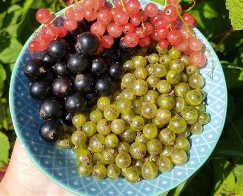 Johannisbeeren und Holunderbeeren frisch geerntet