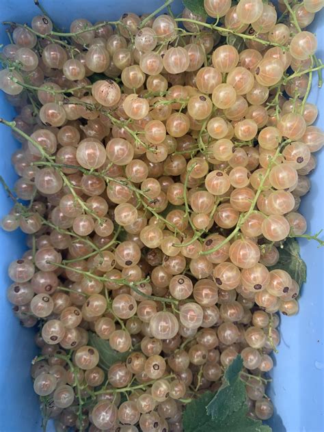 Johannisbeeren und Melone frisch geerntet