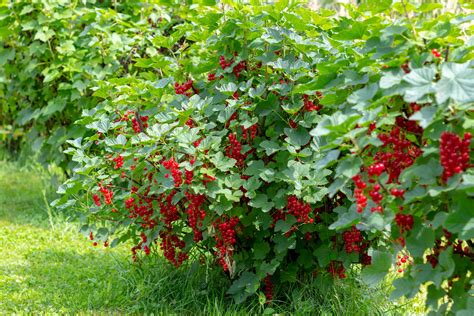 Johannisbeersträucher im Garten