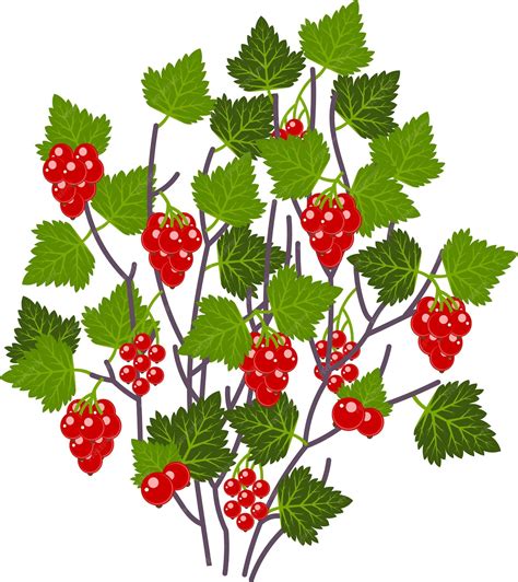 Johannisbeerstrauch mit reifen roten Beeren