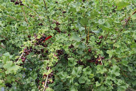 Jostabeere am Strauch, mit Schnittdarstellung der Beere