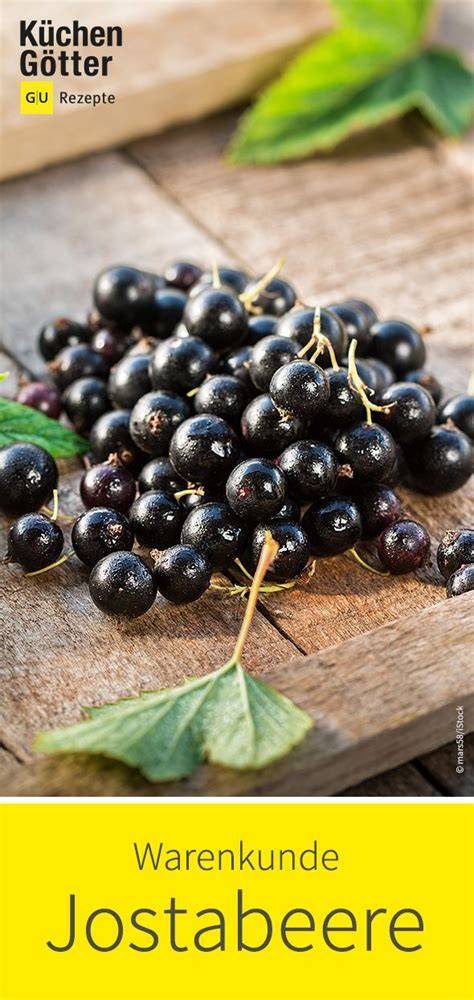 Jostabeeren - Kreuzung aus Stachelbeere und schwarzer Johannisbeere