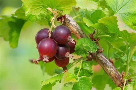 Jostabeeren am Strauch, Kreuzung aus Johannis- und Stachelbeere
