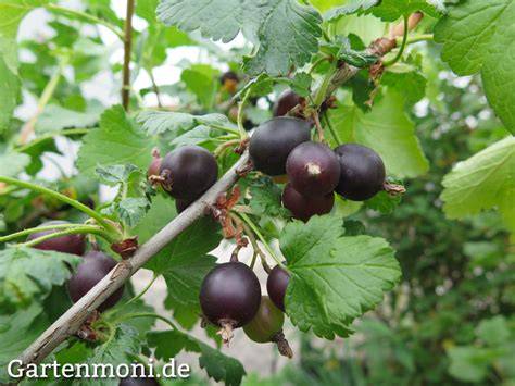 Jostabeeren am Strauch im Garten