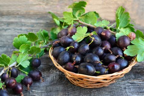 Jostabeeren und Johannisbeeren frisch geerntet im Korb