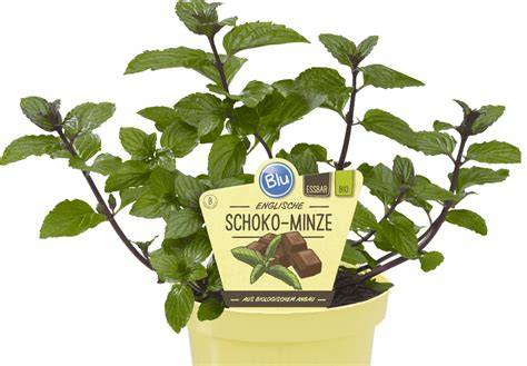 Juwelkerze Schoko Minze mit Schmuckanhänger, Produktabbildung