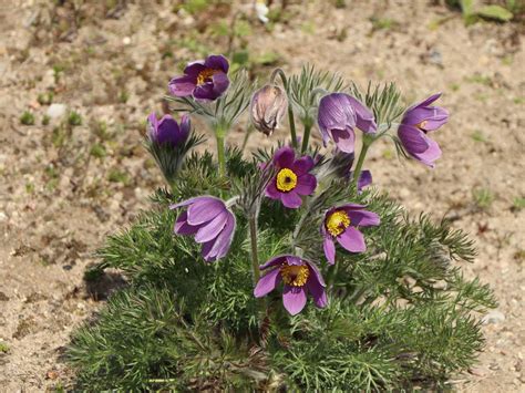 Küchenschelle im Steingarten