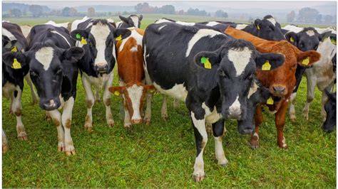 Kühe auf Weide: Bio-Milchproduktion