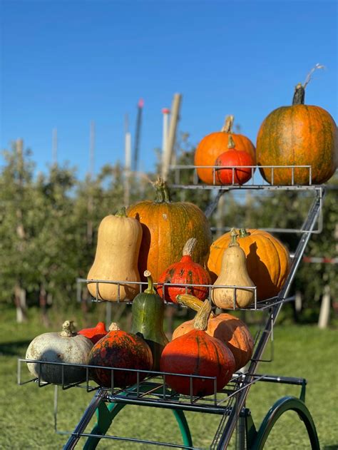 Kürbis und Apfel frisch vom Feld