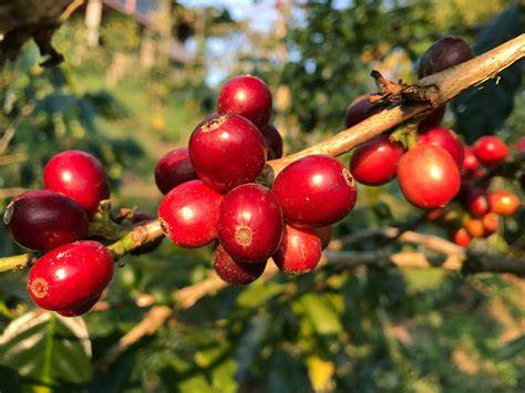 Kaffeepflanze und Kaffee als Antioxidantienquelle