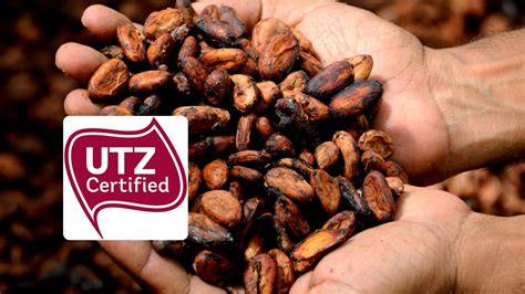 Kakao UTZ Certified Siegel und Plantage