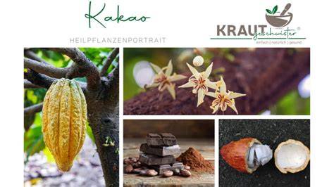 Kakao als Heilpflanze in der Medizin der Azteken