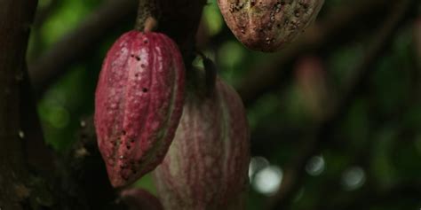 Kakao als spirituelles Superfood: Heilungs- und Energiepflanze