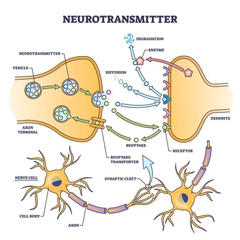 Kakao und Neurotransmitter Schema