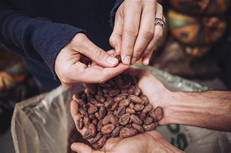 Kakao-Wirkstoffe: Theobromin, Anandamid, PEA, Tryptophan
