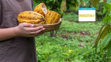 Kakaoanbau im Lebensraum Permakultur (Foto)