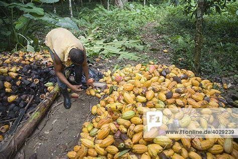 Kakaoanbau und Verarbeitung in Fairtrade-Kooperativen