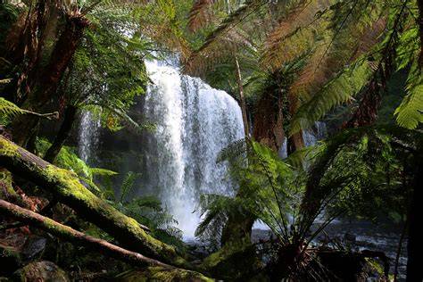 Kakaobäume im tropischen Regenwald