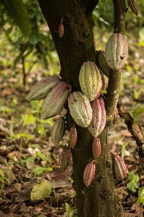 Kakaobäume und Kakaofrüchte in tropischen Anbauländern