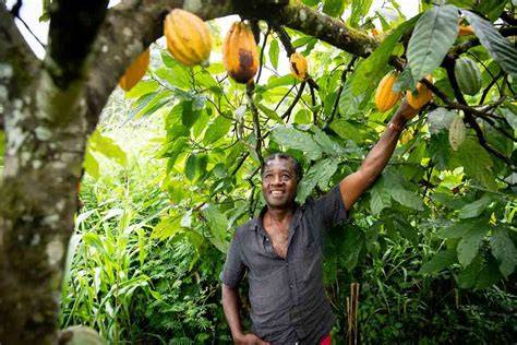 Kakaobauer auf nachhaltiger Plantage in Mittelamerika
