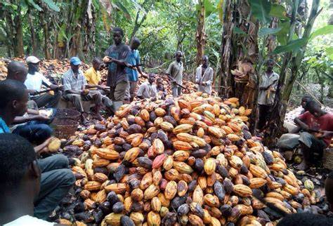 Kakaobauern Schulungen und nachhaltige Projekte in Ghana