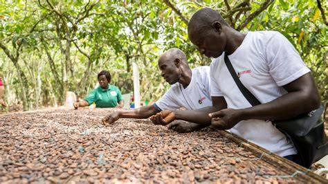 Kakaobauern auf Plantage in Westafrika