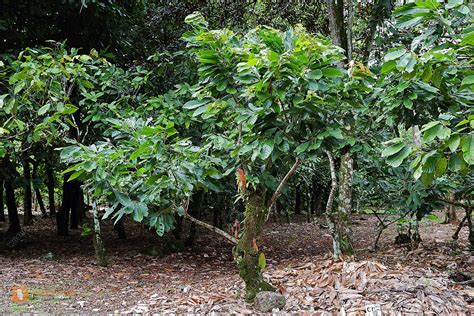 Kakaobaum und Kakaofrucht im Regenwald