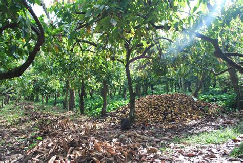 Kakaobaumplantage in Mexiko