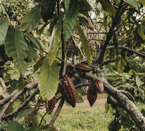 Kakaoblüten und Kakaofrüchte am Baum