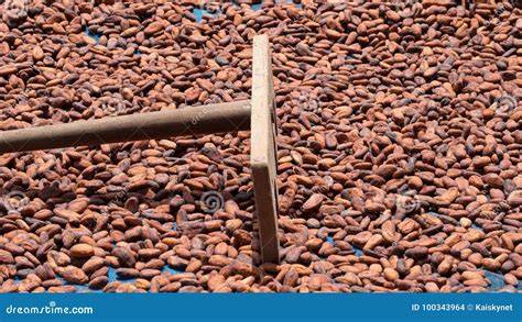 Kakaobohnen auf Trocknungsbetten in der Sonne