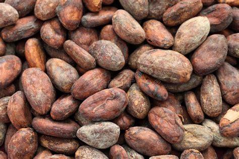 Kakaobohnen auf einem Tisch: rohe Bohnen und gemahlener Kakao