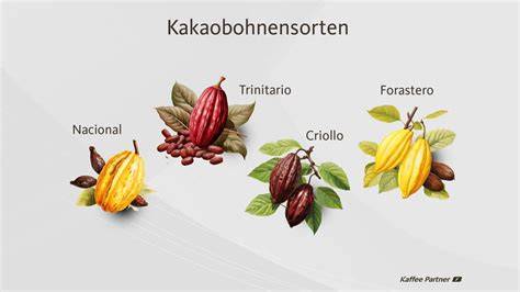 Kakaobohnen der Sorte Criollo