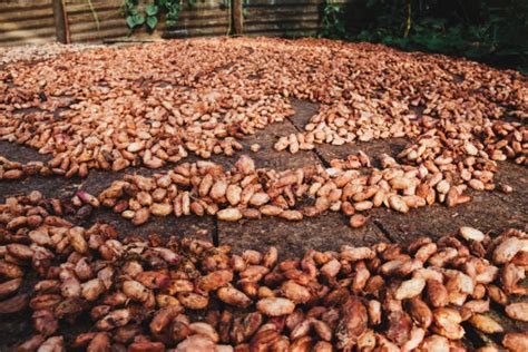Kakaobohnen fermentieren in der Sonne
