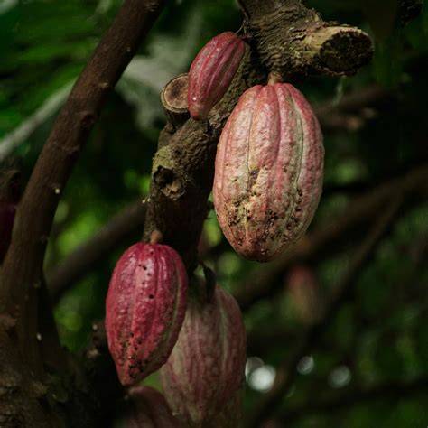 Kakaobohnen in der Frucht des Kakaobaumes