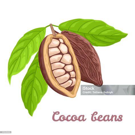 Kakaobohnen und Alpenmilch Illustration