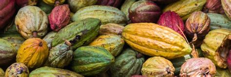Kakaobutter: Nachhaltigkeit und Fair Trade
