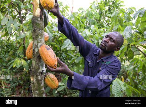 Kakaoernte: Machete und reife Frucht am Baum