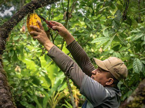 Kakaoernte in Ecuador und Kolumbien