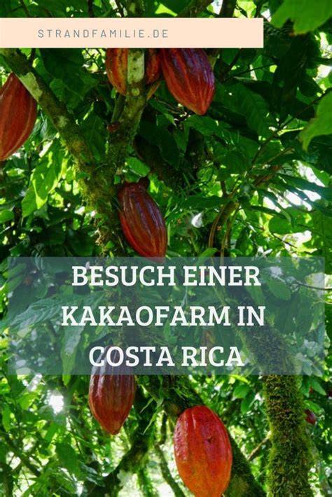 Kakaofarm in Costa Rica - nachhaltiger Anbau und Fermentation