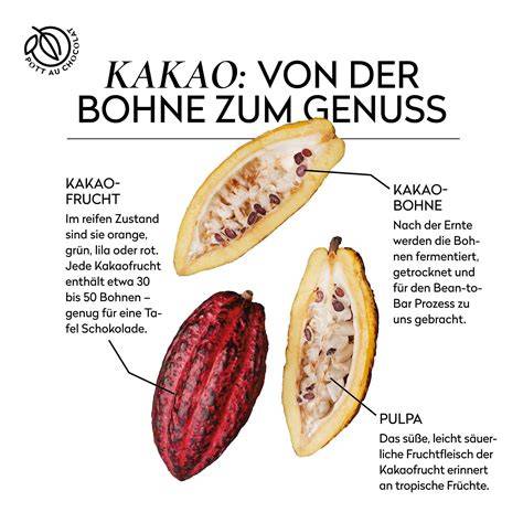 Kakaofrucht geöffnet: Sicht auf Bohnen und Pulpa