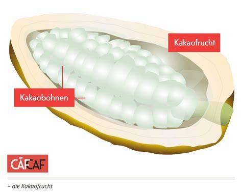 Kakaofrucht und Bohnen: Aufbau der Schote