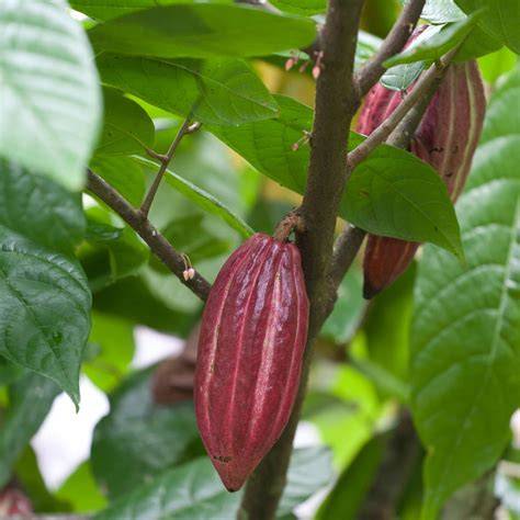 Kakaopflanze und -frucht