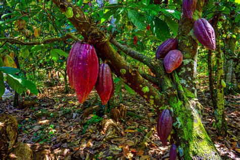 Kakaopflanze und Früchte im Regenwald von Grenada