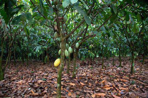 Kakaopflanzen auf Plantage, Ernte