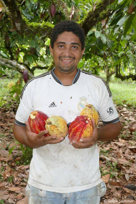 Kakaopflanzung in Ecuador: Edelkakao