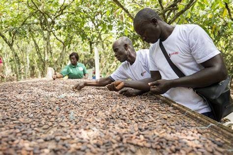 Kakaoplantagen, Nachhaltigkeit, Fairtrade
