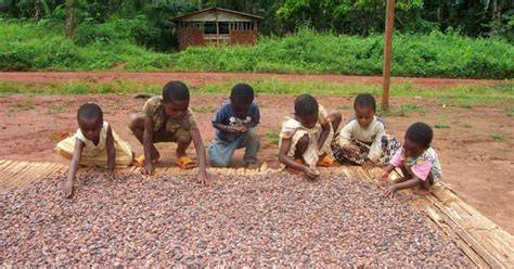 Kakaoplantagen in Afrika, Kolonialzeit