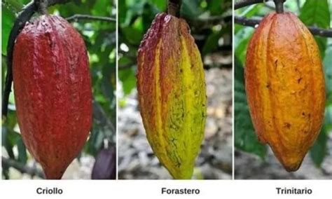 Kakaosorten: Criollo, Forastero, Trinitario - Infografik