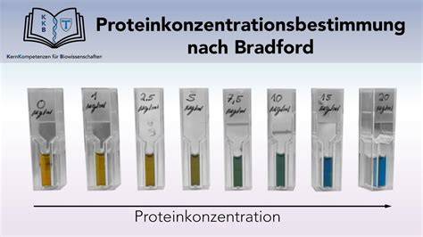 Kakaoverarbeitungsprozess: Trennung und Reinigung